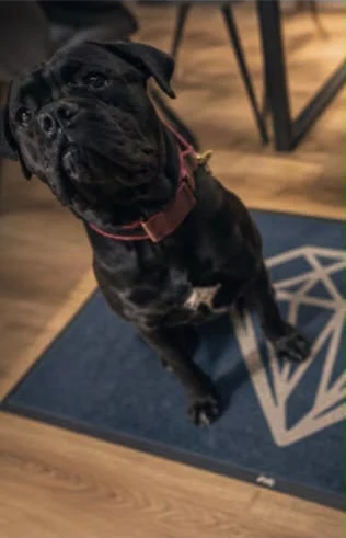 Bimbo, un cane corso negro de 9 meses, sentado sobre una alfombra mirando a cámara