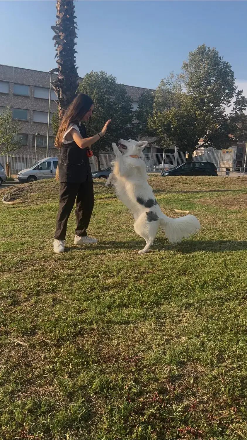 Perro blanco chocando la mano con Ainhoa
