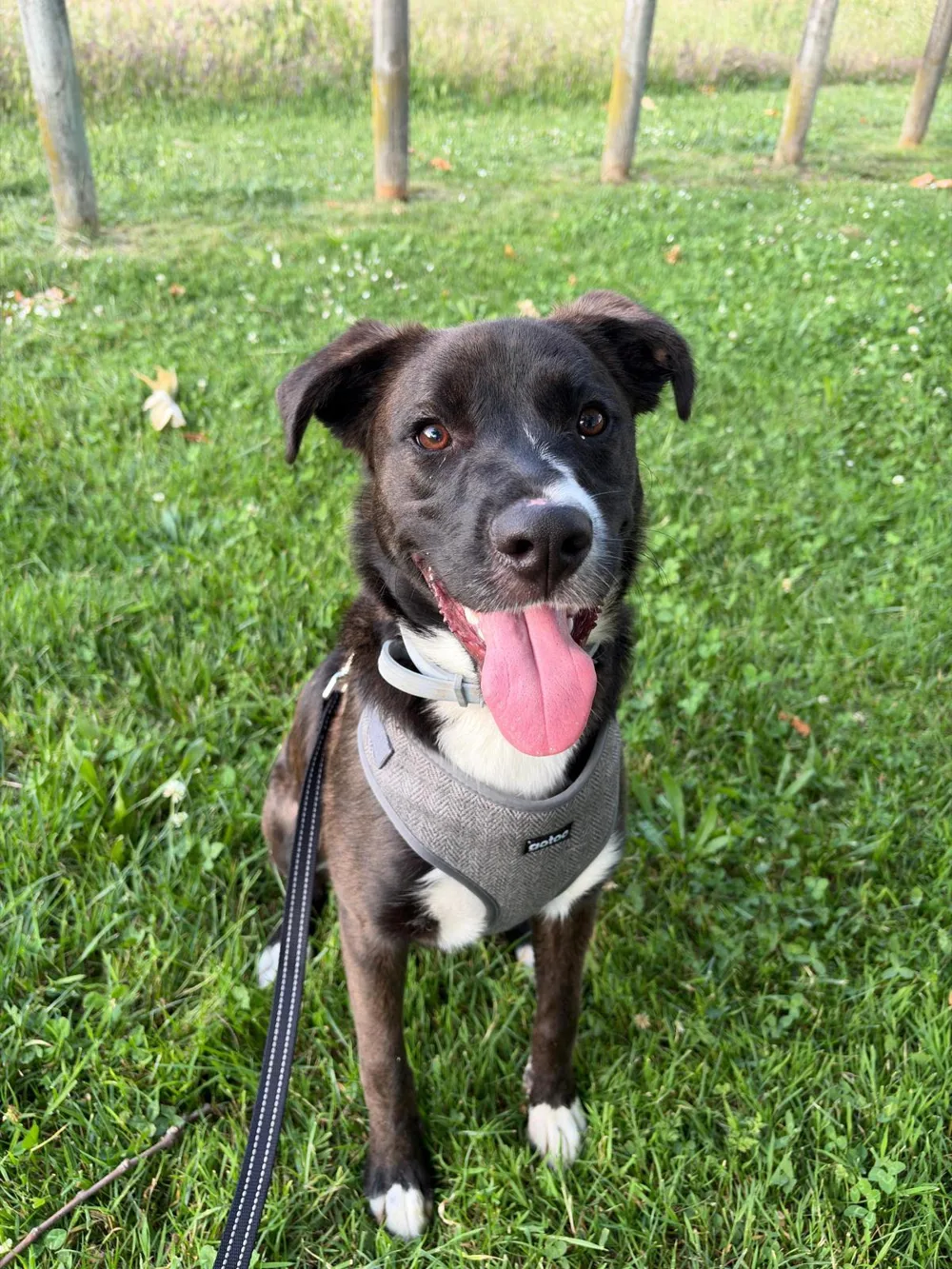 Thor, un perro negro con el pecho blanco y arnés gris, sentado en el césped con la lengua fuera